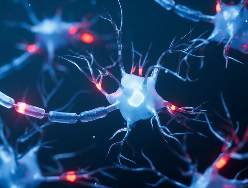 biológia tankönyv hibás ábrázolás axon idegsejt