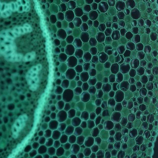 Mi a sejtszintű terápia (sejtterápia)? című cikk nyitóképe