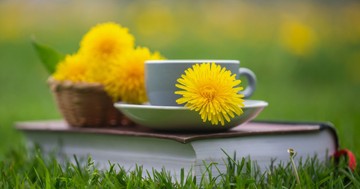 Mire jó a pitypang? Így vesse be vesegondok ellen a gyermekláncfüvet