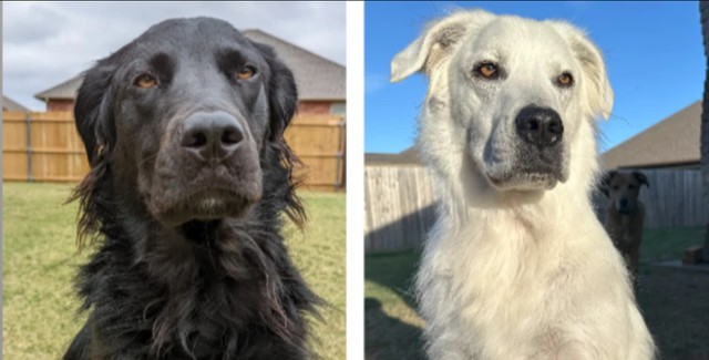 Egy négyéves fekete kutya hirtelen fehér színűvé változott - Hogyan lehetséges ez?