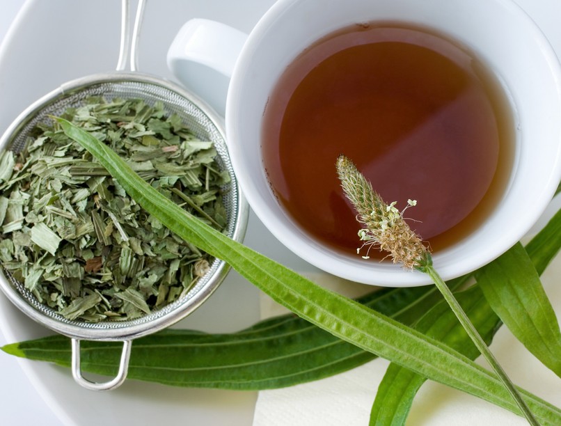 lándzsás útifű hatása gyógynövény