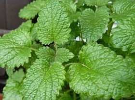 A gyógynövényekről – minden, amit érdemes tudni...