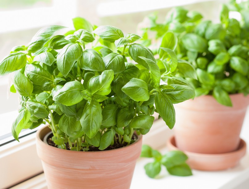 bazsalikom, fűszer, megfázás
