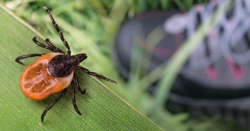 Miért pont engem csíp a kullancs? Hogy néz ki egy kullancscsípés?