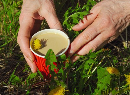 Regenerálja a májat és a kávét is helyettesítheti egy gyomnövény - így készíthet otthon réti feketét! című cikk nyitóképe