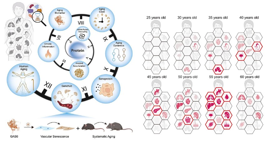 A testünk szervei aszerint, hogy mikor a legérzékenyebbek az öregedésre. (Ding et al., Cell , 2025)