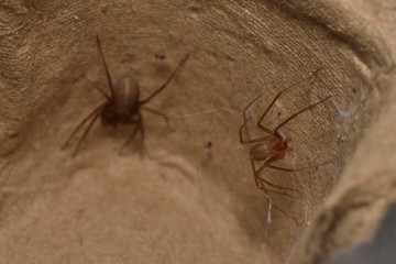 Barna remetepók (Loxosceles reclusa). A „hegedűalakú” pók, amely gyakran dobozok, cipők vagy sötét sarkok rejtekéből támad. Előfordul az USA középső régióiban.Csípés tünetei: fájdalom nélküli kezdés, majd 1–2 nap alatt elhaló szövet, fekélyesedés. Súlyos esetekben láz, hidegrázás, bőrelhalás.