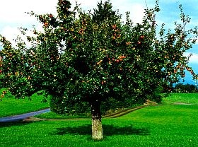 Világhírű celeb a kozmetikában - az őssejt az örök fiatalság forrása?!