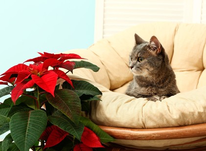 6 ünnepi növény, amely veszélyt jelenthet a macskákra című cikk nyitóképe