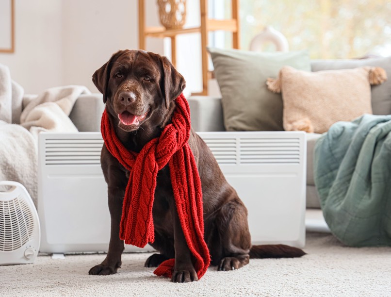 Jót tesz-e a kutyának, ha ruhát adunk rá télen