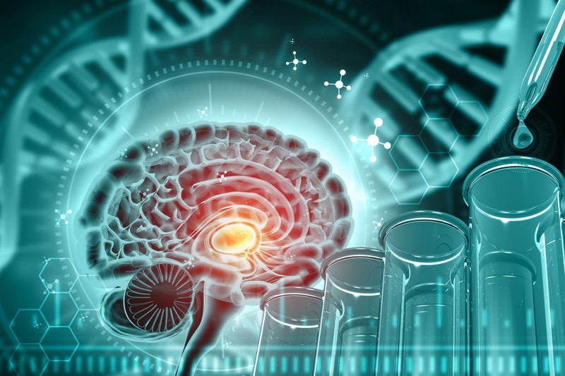 Agyunk egyik fontos részéről tudtak meg új információkat magyar kutatók