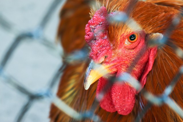 Terjed a H7N9 madárinfluenza: halálos áldozatokat szedett