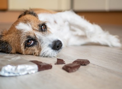 Mit tegyen, ha a kutyája csokit evett? Ezt minden gazdinak tudnia kell! című cikk nyitóképe