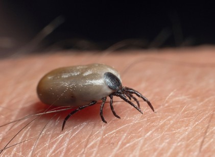 Tényleg elpusztulnak a kullancsok a nagy hidegben? című cikk nyitóképe