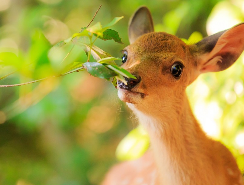 vélemény szarvas placenta orvos válaszol