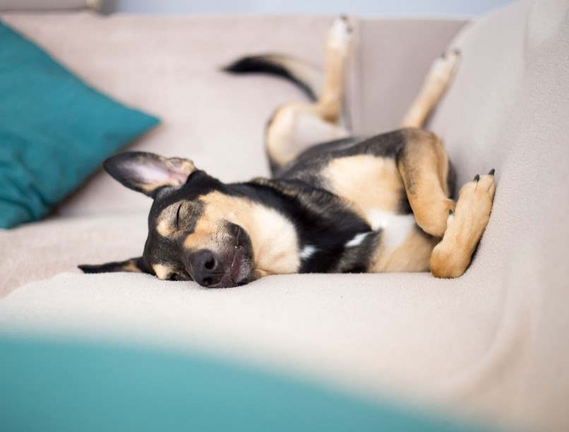 kutya, kutyatartás, álom, alvás, ugatás