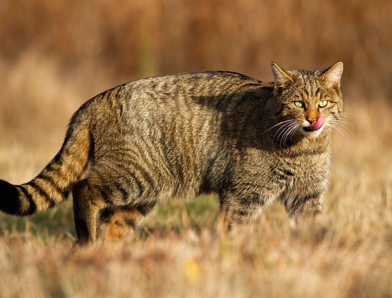 házi macska vadmacska kisállatok egészsége állatok macska