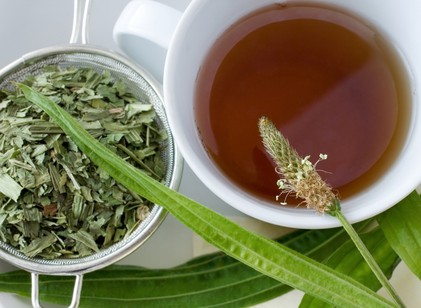 Lándzsás útifű: emésztést segítő, bőrnyugtató, gyulladáscsökkentő hatású gyógynövény című cikk nyitóképe