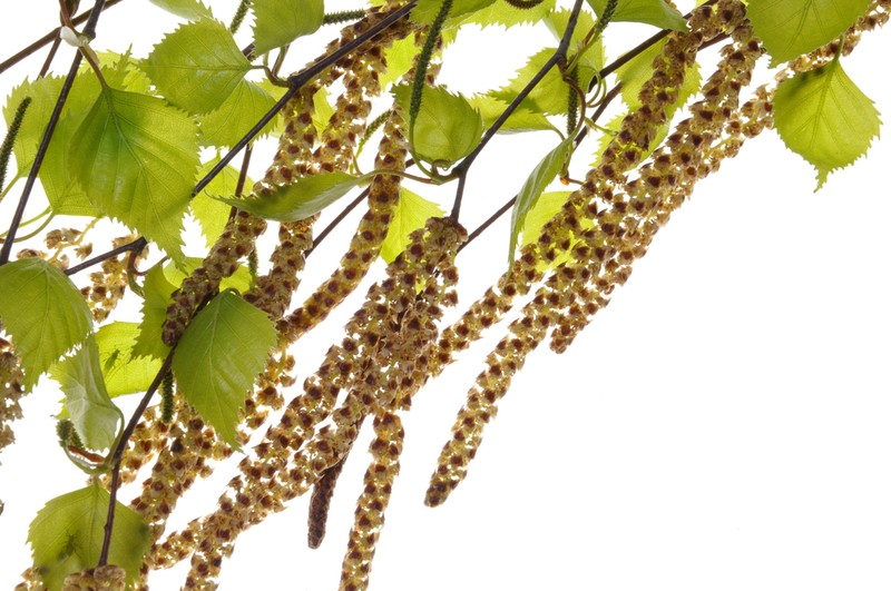 A nyír pollenkoncentrációja elérheti a magas szintet