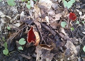 Tavaszi gombaszedés: egy kulináris sport