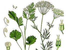 Gyógynövények - az ánizs