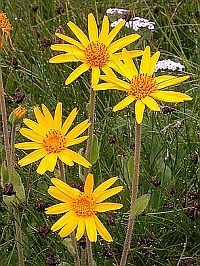 Gyógynövények - Hegyi árnika