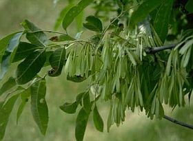 Aktuális pollenhelyzet a héten (április 7-13)