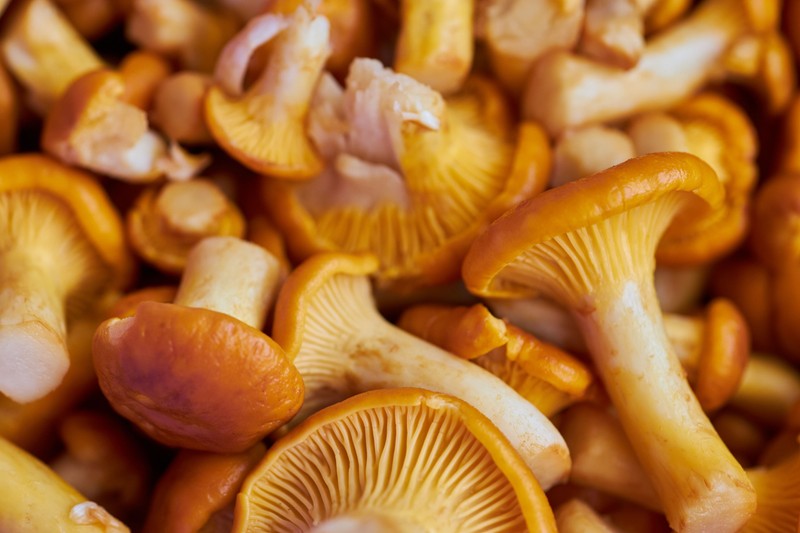 Gyógyhatású gombák segíthetnek az inzulinrezisztencia kezelésében