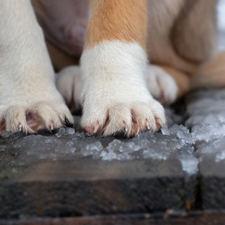 Jót teszünk-e a kinti kutyával, ha beengedjük a téli fagyban? A válasz meglepően egyértelmű című cikk nyitóképe