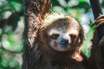Már Európában a Brazíliából származó, veszélyes lajhárvírus