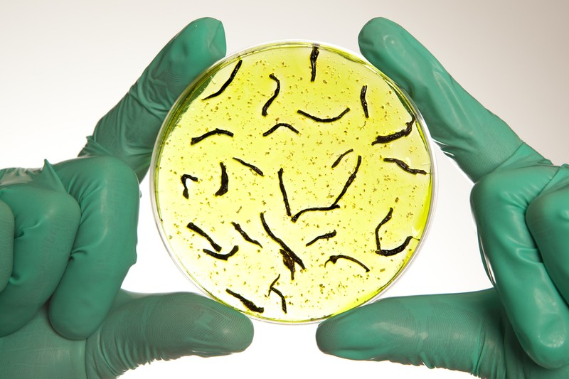 Egyre több országban fertőz ez a halálos betegség