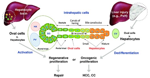 A májsejtek rendkívüli módon képesek a regenerációra, tehát a máj természetes körülmények között és egészséges állapotában „öntisztító” és „önregeneráló” a manapság divatos májtisztítókúrás ötletek nélkül is. Más kérdés, hogy különböző állapotok vagy betegségek befolyásolhatják ezt a képességét.