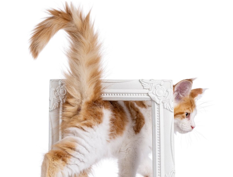 miért tolja mutatja macska fenekét