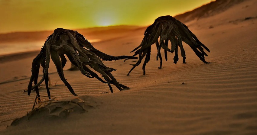 Egy „aloe vera alien” a dél-afrikai Still Bay Beach-en.