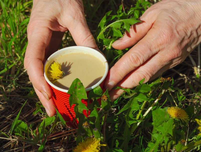 hogyan kell pitypang kávét készíteni