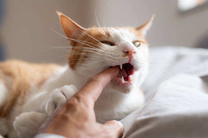 A macskám elkapott egy denevért, aztán megharapott – elkaphattam a veszettséget? Az orvos válaszol című cikk nyitóképe