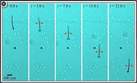 Kutatási siker: mikrorobotok a szervezetünkben