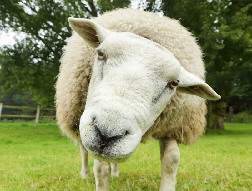 birka, karám, tüskés gally, vakcinainfó az orvos válaszol
