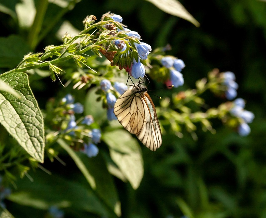 Jó oka van annak, hogy nem javasolt a fekete nadálytöves tea fogyasztása, az azzal való szájöblögetés vagy gargarizálás!.