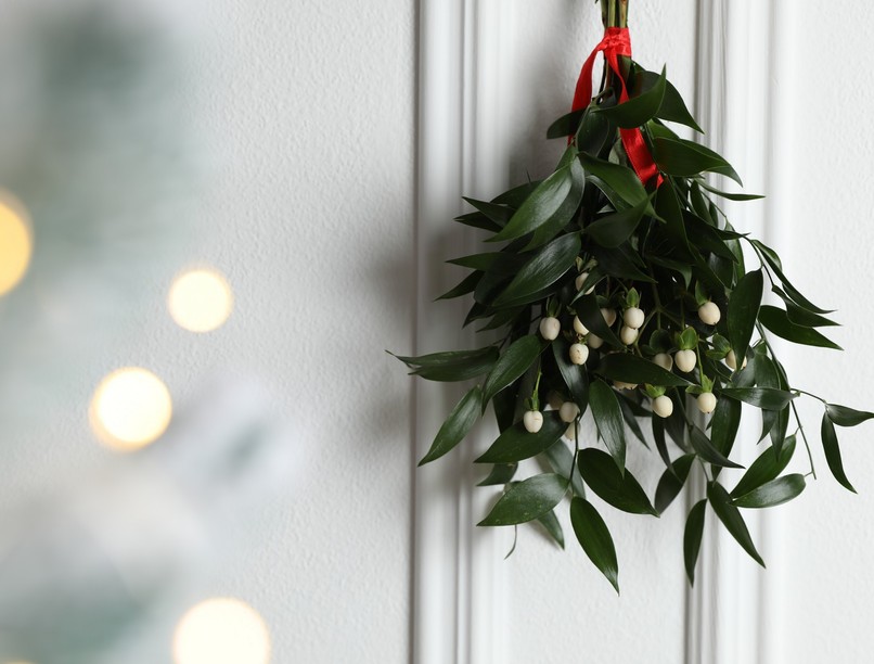 fagyöngy gyógynövény hatása