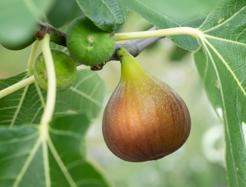 mire jó füge hatása emésztés, koleszterin, aranyér ellen