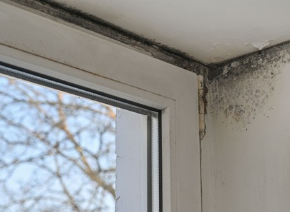 Penész a falon? Nemcsak esztétikai gond – súlyosan károsíthatja az egészségét is című cikk nyitóképe