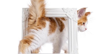  Miért dugják a macskák az arcunkba a feneküket? Nem is hinné, hogy mi ennek az oka! 