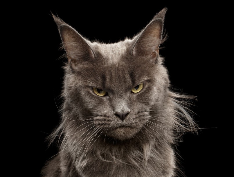 macska cica ítélkező nézés viselkedés