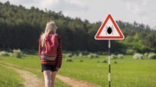Új, invazív kullancsfaj terjed: súlyos, akár szervkárosodást okozó fertőzést is átadhat című cikk nyitóképe