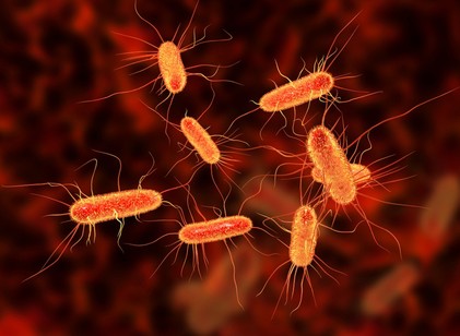 Ha E.coli baktériummal szennyezett ételt ettünk, mikor jelentkezhetnek a tünetek? Az orvos válaszol című cikk nyitóképe