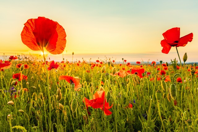 A pipacs szirma mérgező a gyerekeknek? Az orvos válaszol