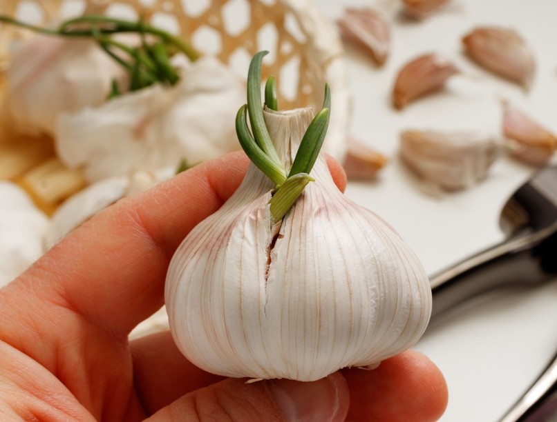 kicsírázott fokhagymát ki kell-e dobni