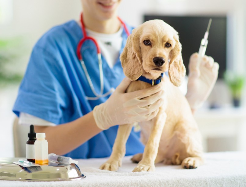 kölyökkutya, parvovírus, oltás