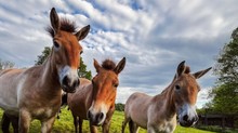 Különös dolgok történnek egy rég felrobbant atomerőmű környékén! című cikk nyitóképe